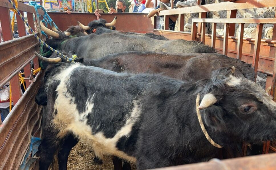 toros pamplonada Ecatepec