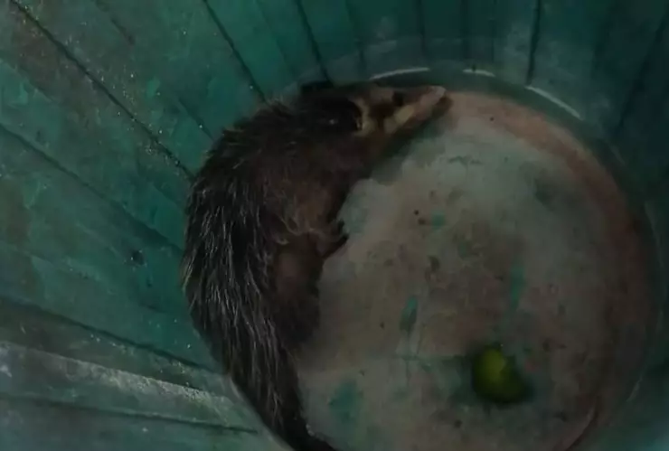 Rescatan a una zarigüeya de una escuela primaria en progreso