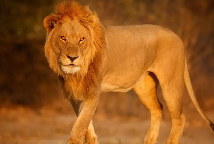 ¡León desatado! Ataca a mujer y niños en Pakistán.jpg