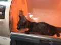 HAYTAP recoge a animales heridos por los incendios en Turquía