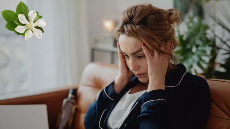 Las 3 mejores plantas para reducir los síntomas del estrés y la ansiedad, según la IA.jpg