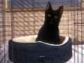 salem-saberhagen-sabrina-la-bruja-adolescente