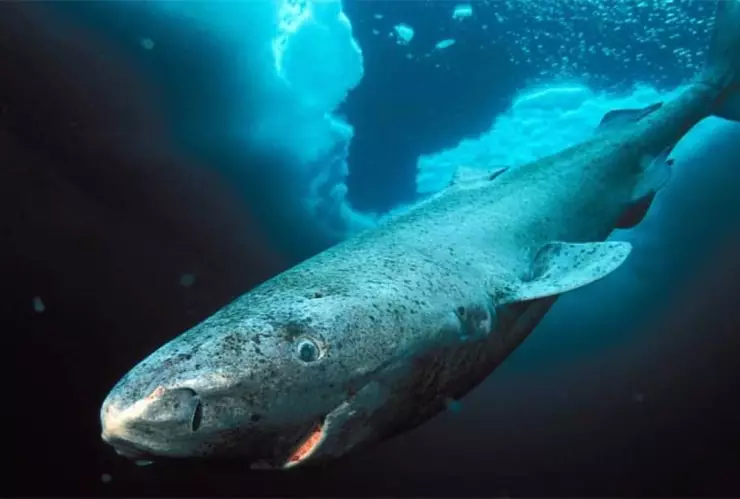 tiburón de Groenlandia