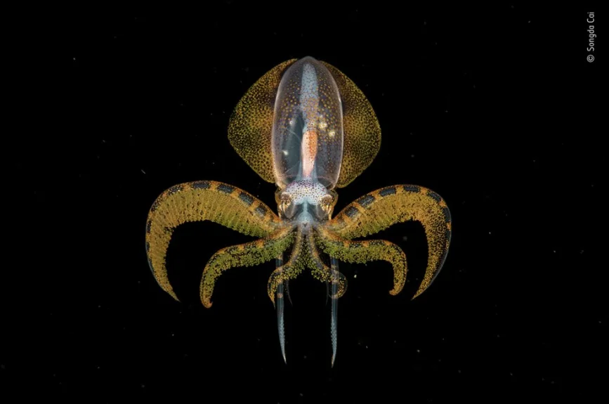 Una paralarva de calamar quedó en retrato mientras cazaba en aguas de las costas de Anilao en Filipinas.