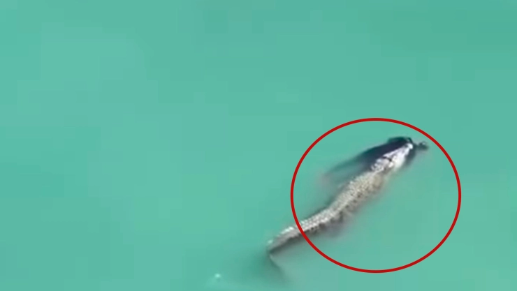 ataque cocodrilo indonesia