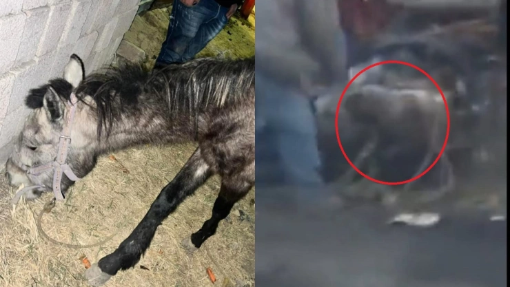 caballo golpeado