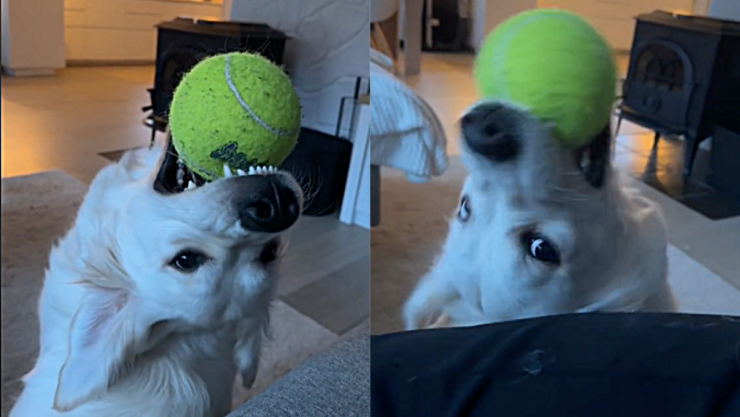 Quiso trabajar desde casa y su perro no lo dejó