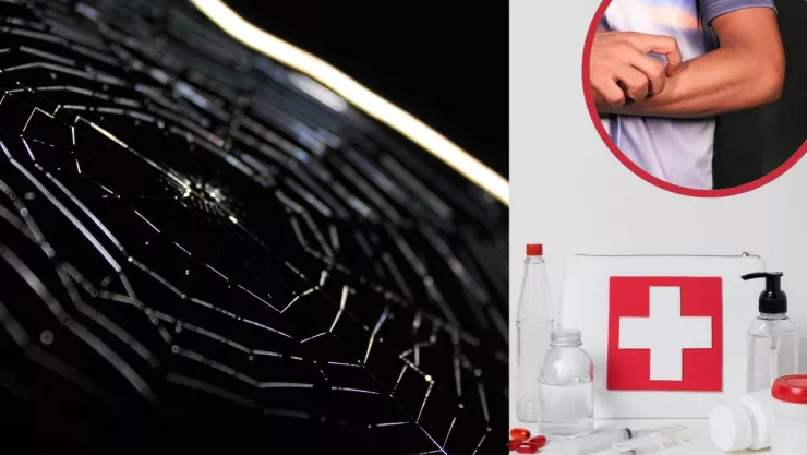 ¿Cómo recibir atención médica en Baja California por la picadura de una araña violinista?