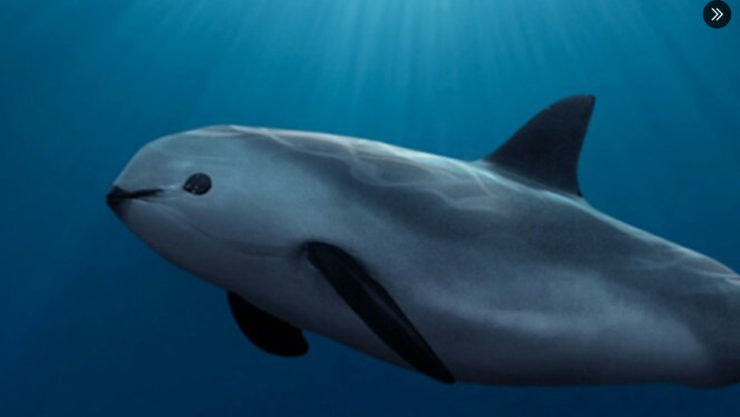 Avistamientos de vaquitas marinas en el Alto Golfo de California