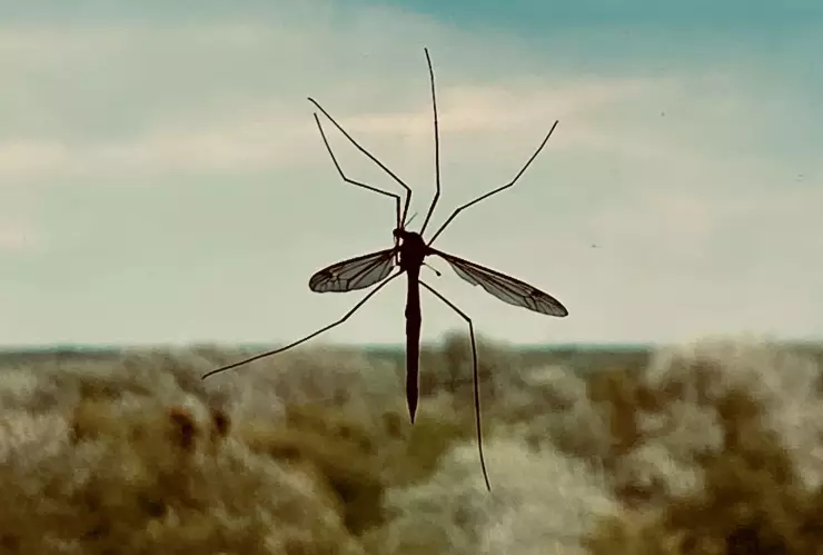 ¿Cómo reducir las picaduras de mosquito con bicarbonato?