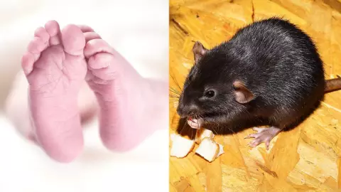 Bebé fue devorado por ratas en su casa; tenía más de 50 mordeduras