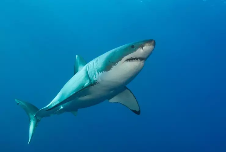 tiburón pescador muerde la mano