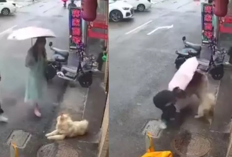 VIDEO: Perro casi le arranca el brazo a un mujer tras ser acariciado