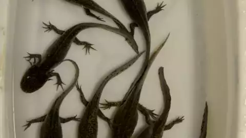 Ajolotes en Xochimilco