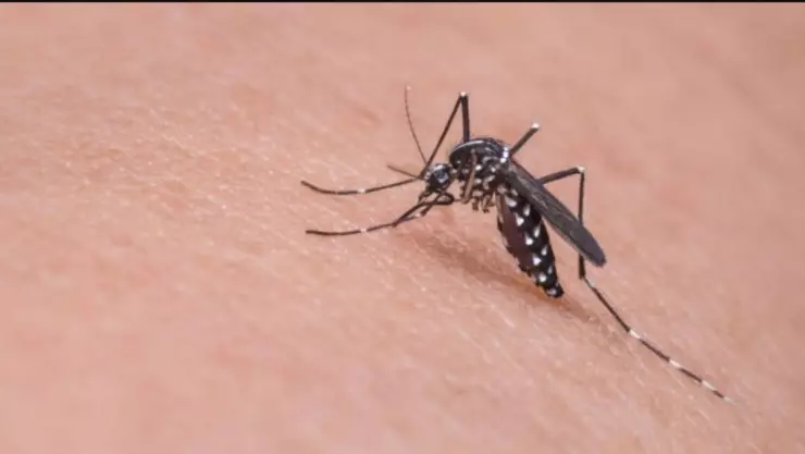 ¡Alerta! Yucatán, la entidad con más casos de dengue en México