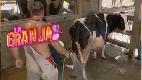 El becerrito de La Granja VIP está a punto de nacer y granjeros harán guardias.