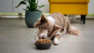 Las peores croquetas para perros en México 2023 según la Profeco