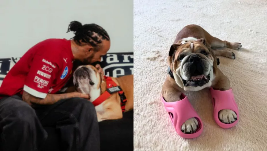 roscoe-perrito-lewis-hamilton-miles-pesos-celebridad.jpg
