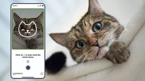 Con la cámara de un smartphone es posible conocer el estado de ánimo del animal.