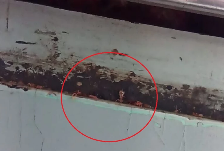 plaga de chinches en el metro cdmx