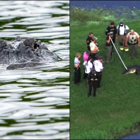 Caimán de casi cuatro metros atacó a un hombre de 71 años en Florida
