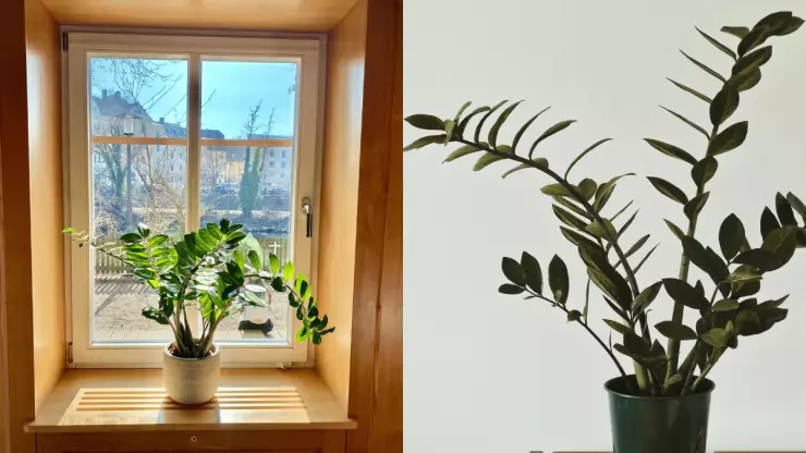 Esta es la planta de interior que debes colocar en la puerta de tu casa para atraer la abundancia, según el Feng Shui.png