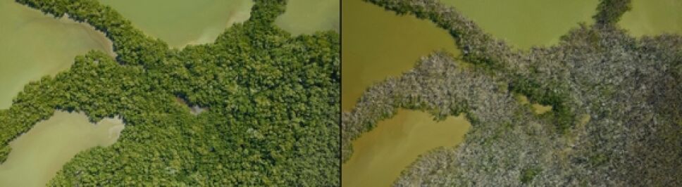 manglares de Florida.jpg