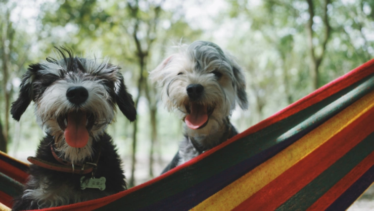 Celebra el día del perro este 21 de julio / Foto: Alvan Nee