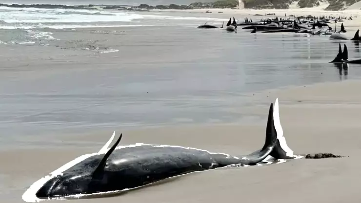 Esta es la razón por la que las autoridades de Australia aplicarán la eutanasia a decenas de delfines.jpg