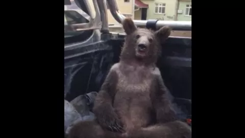 VIDEO Se le pasaron las cucharadas a oso borracho de miel en Turquía.