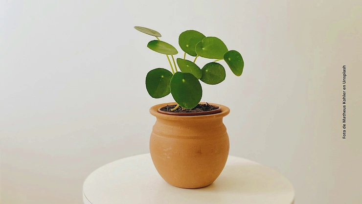 &iquest;Cu&aacute;l es la mejor planta para combatir la humedad?