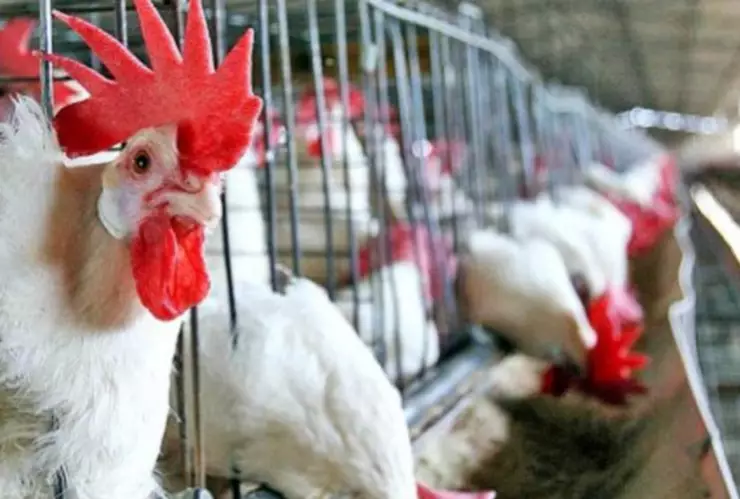 china-gripe-aviar- (1).jpg