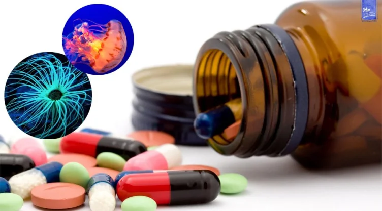 Medusas y anémonas con potencial farmacológico para combatir el cáncer