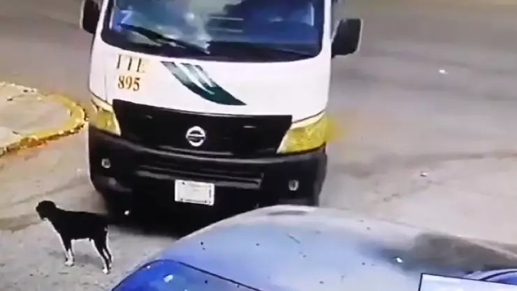 Detienen a extranjero por lanzar a su perro por el balcón en un departamento en Cancún