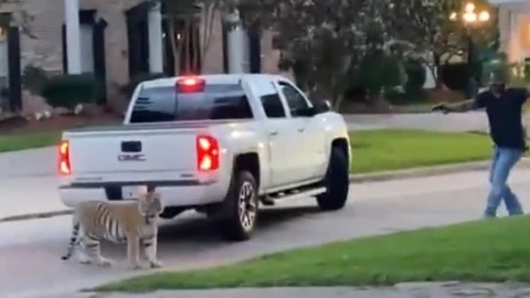 Capturan a tigre de bengala que deambulada por vecindario en Houston