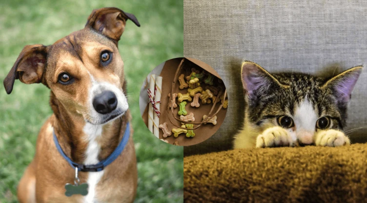 Esta es la cantidad de snacks que puede recibir tu mascota.png