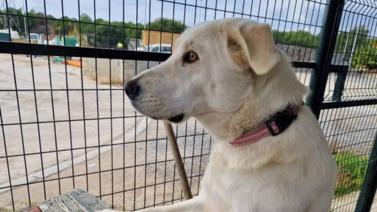 Pandora la perrita que fue abandona y espera todos los días el regreso de los dueños