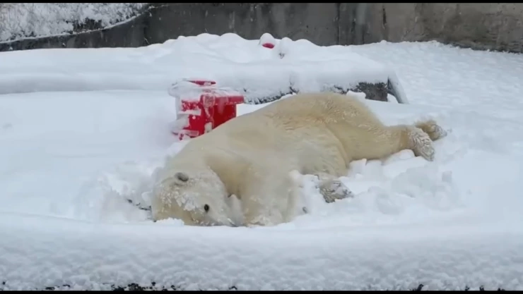 VIDEO: Oso polar se divierte en zoológico de Washington en medio del caos en EUA por nevadas