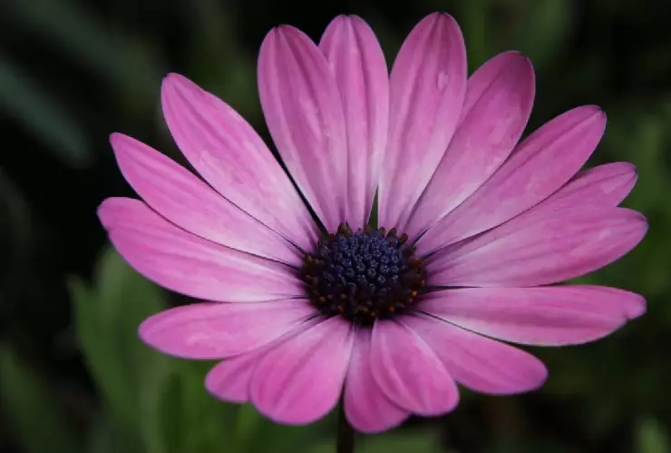 Flores Moradas_ ¿Cuál es la película en la que se inspiró el Trend de TikTok para regalar flores violetas el 9 de noviembre