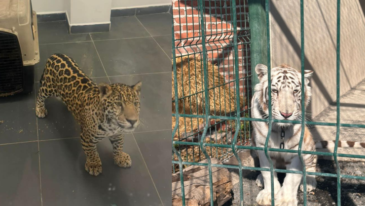 Recuperan felinos que tenían de mascotas en Michoacán.png