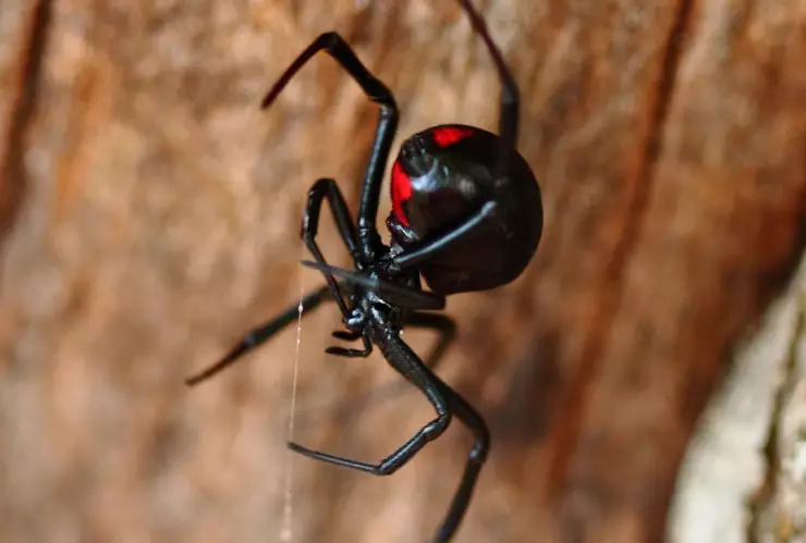 ¡Se parecen! Así puedes saber cuál de estas arañas es una viuda negra y si es venenosa