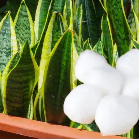 ¿Tienes una lengua de suegra? Por qué recomiendan poner algodón en la tierra de esta planta y para qué sirve