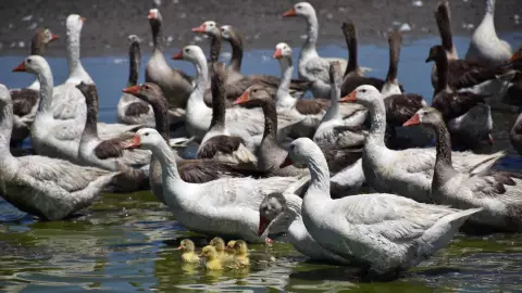 Liberación de los patos a la Presa de El Palote, en León.