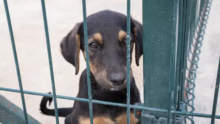 Denuncian a mujer por tener criadero clandestino de perros en Rosarito