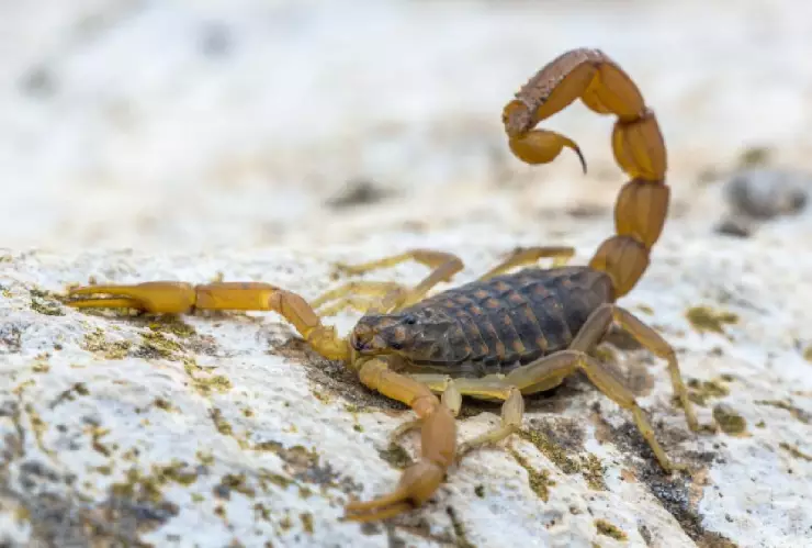 Cómo evitar alacranes en casa.