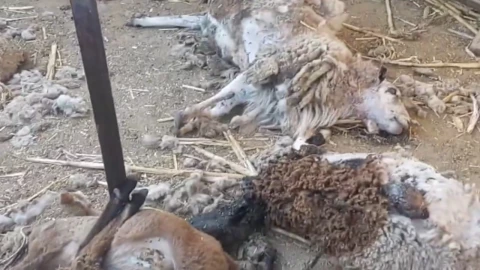 animales muertos Azumbilla