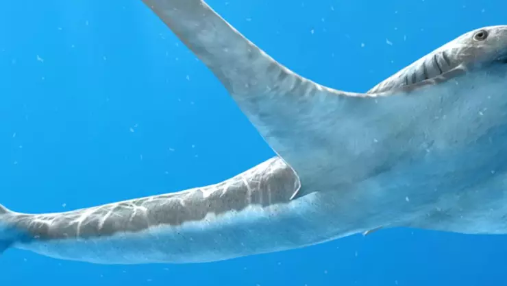 tiburón águila.jpg