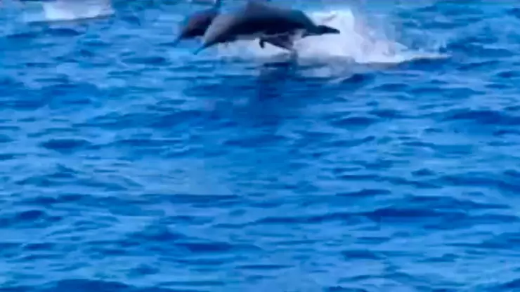 Delfines-Acapulco