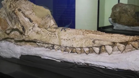 fósil cachalote prehistórico Perú