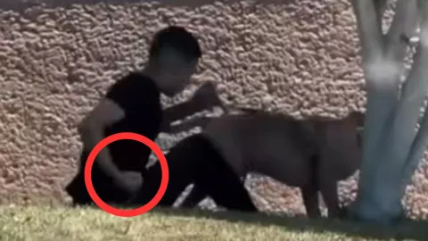Indignación en Tijuana: menor golpea salvajemente a perro Pitbull frente a cámaras